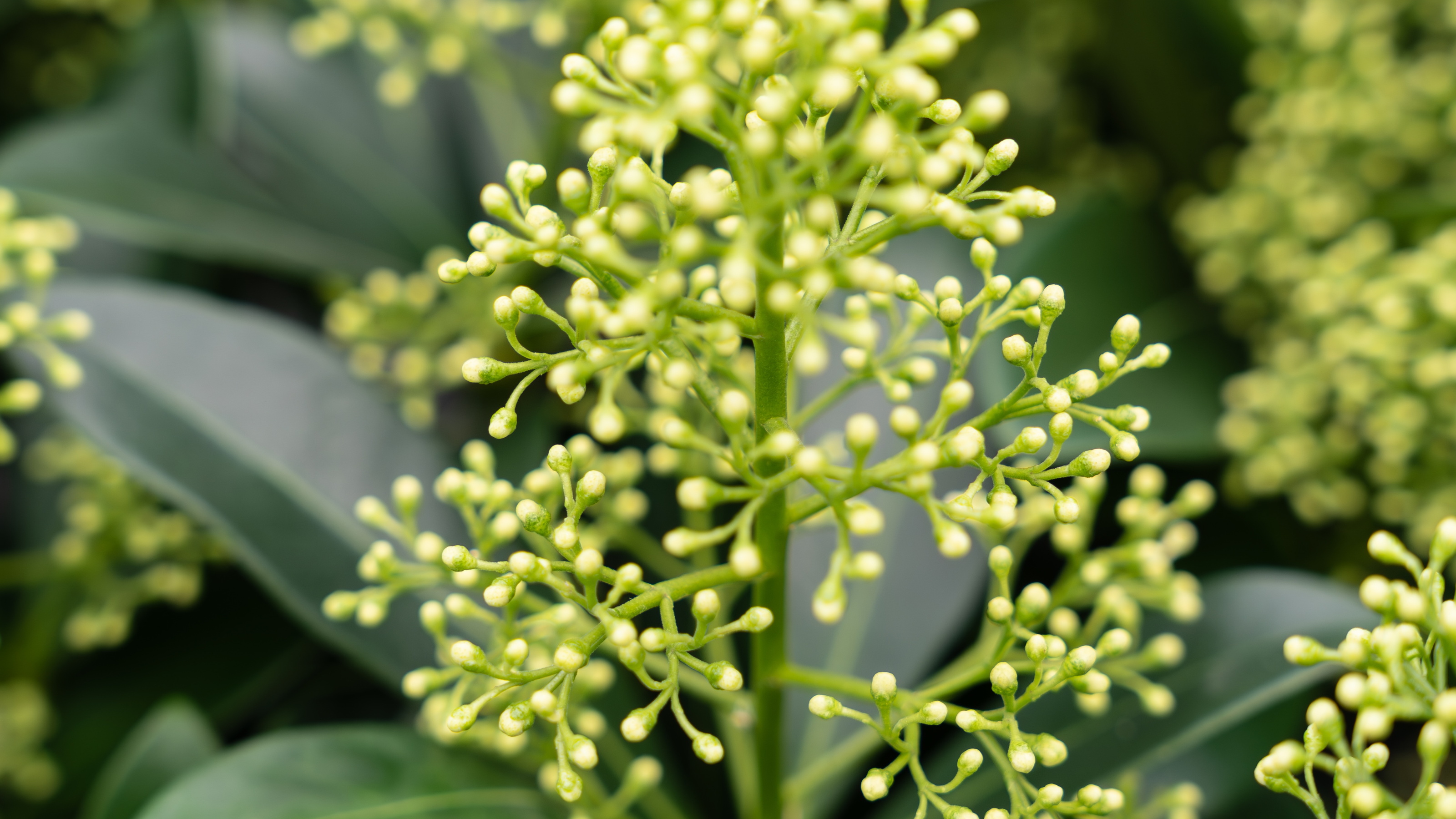 Groene knopachtige bloemschermen met kleine witte bloemetjes op glanzende bladeren.