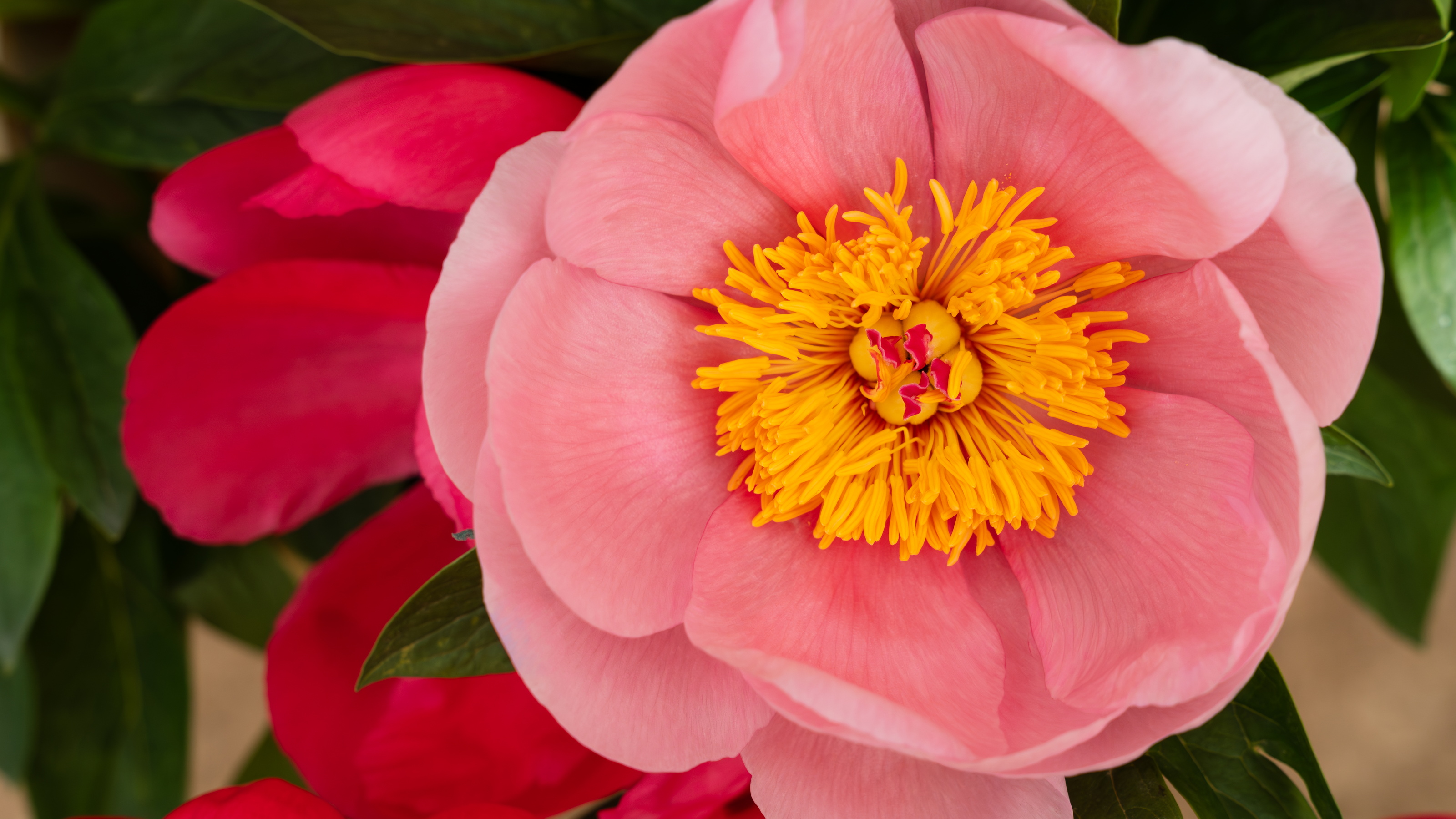 Roze pioenroos met geel hart, omringd door donkergroen blad.