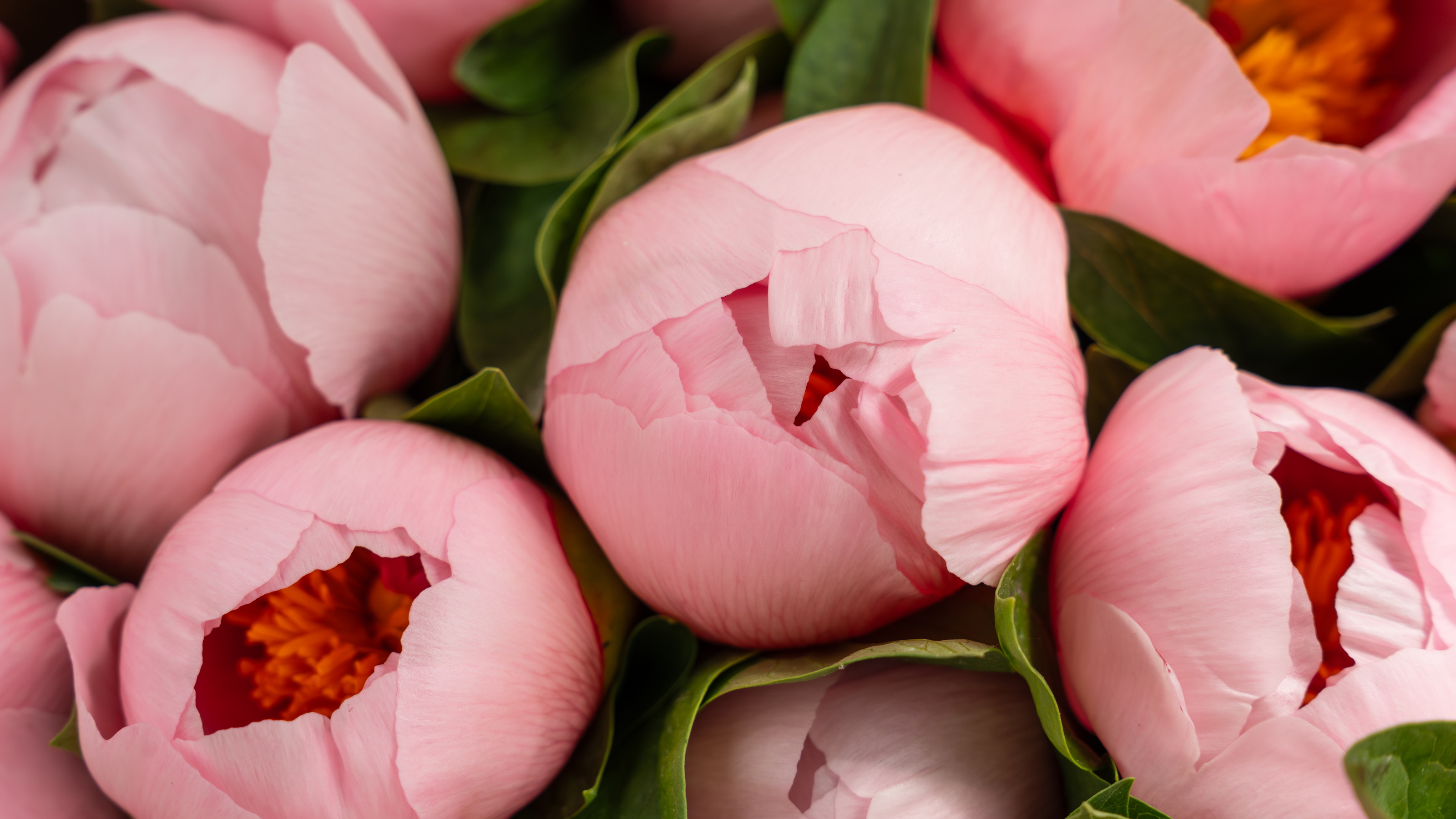 Close-up van roze pioenrozen met groen blad en oranje hartjes