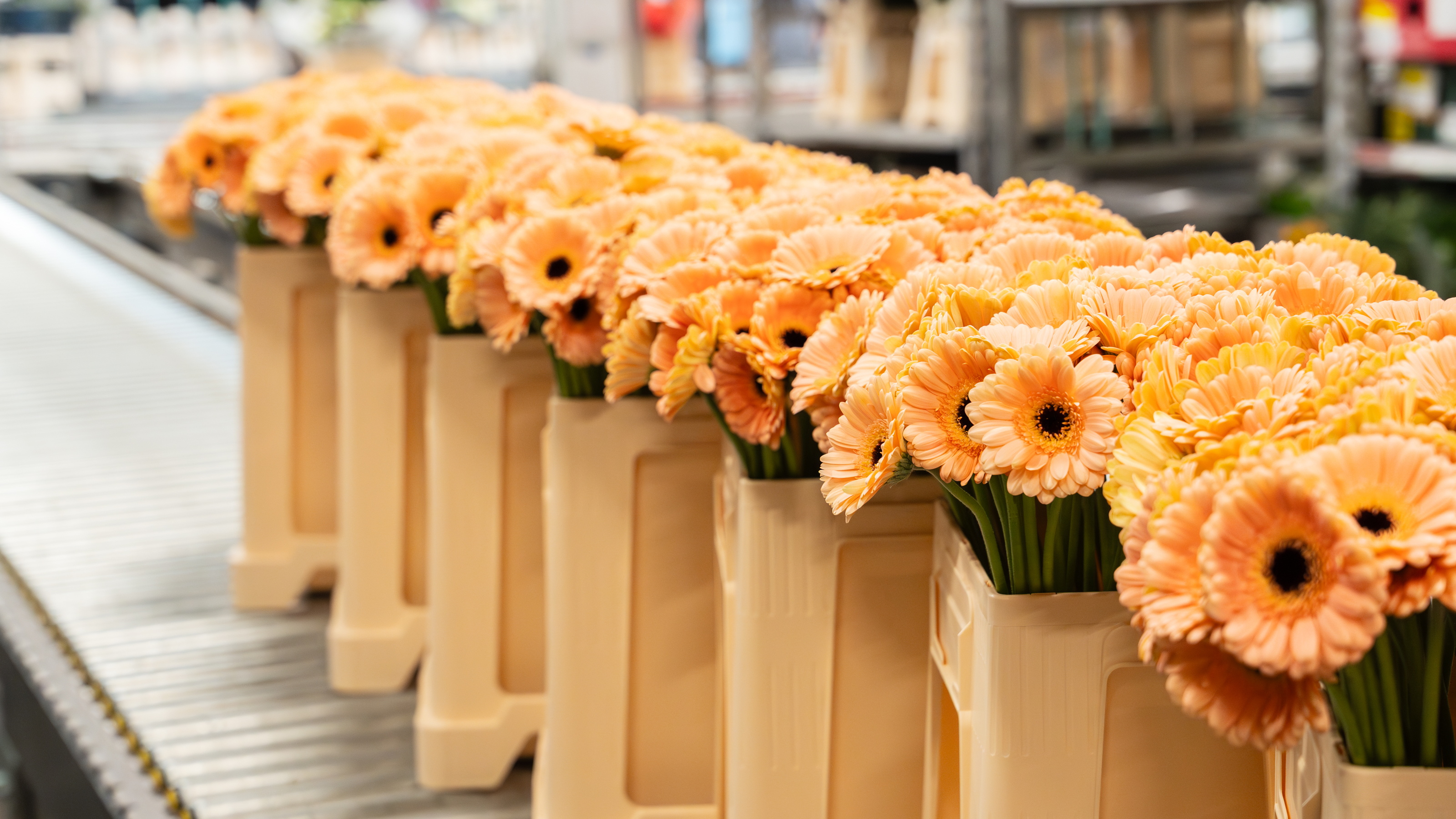 Rij oranje gerbera’s in potten op een lopende band in een kwekerij.