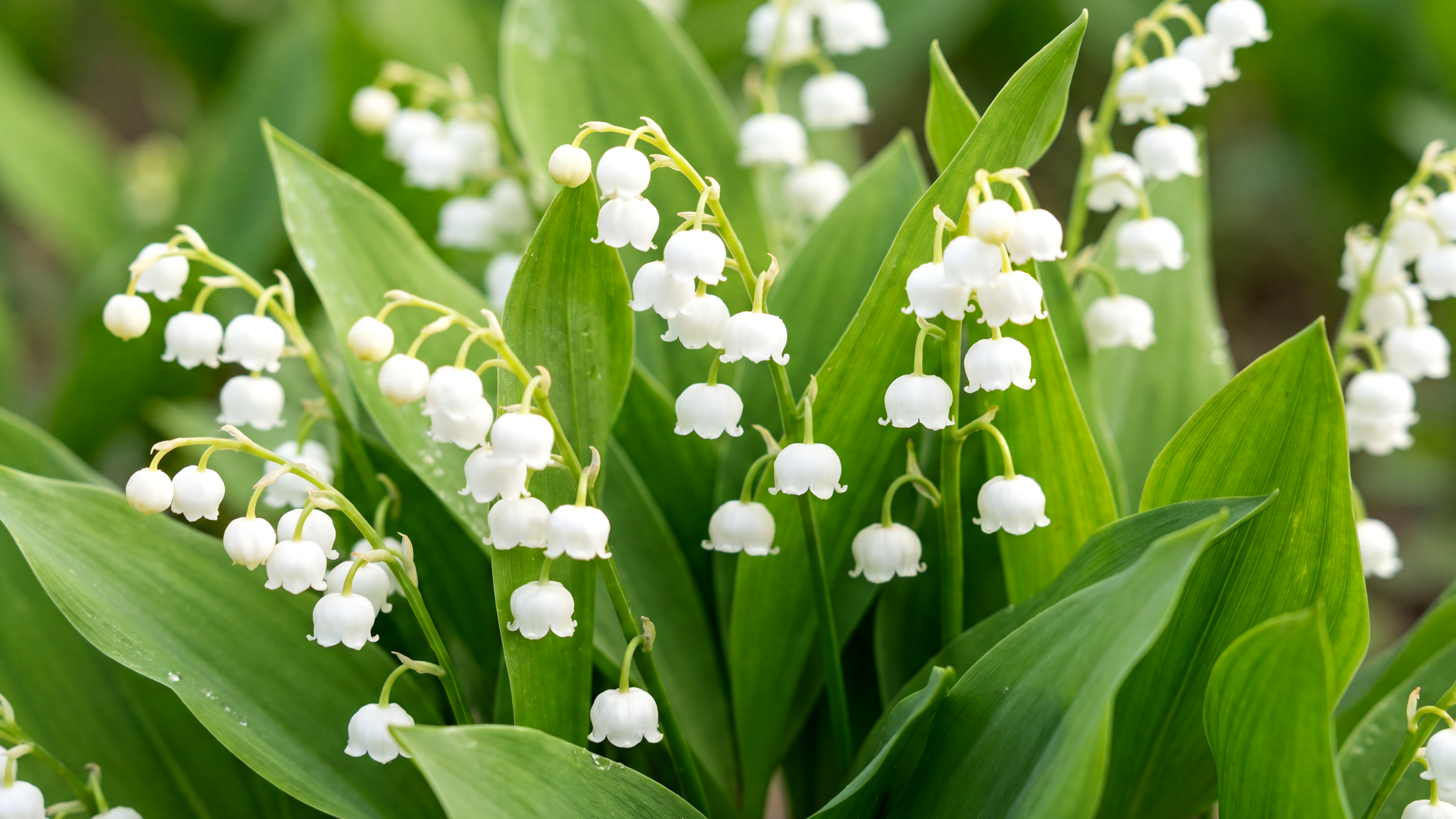 Bosje lelietje-van-dalen met witte bloemetjes en groene bladeren in de natuur