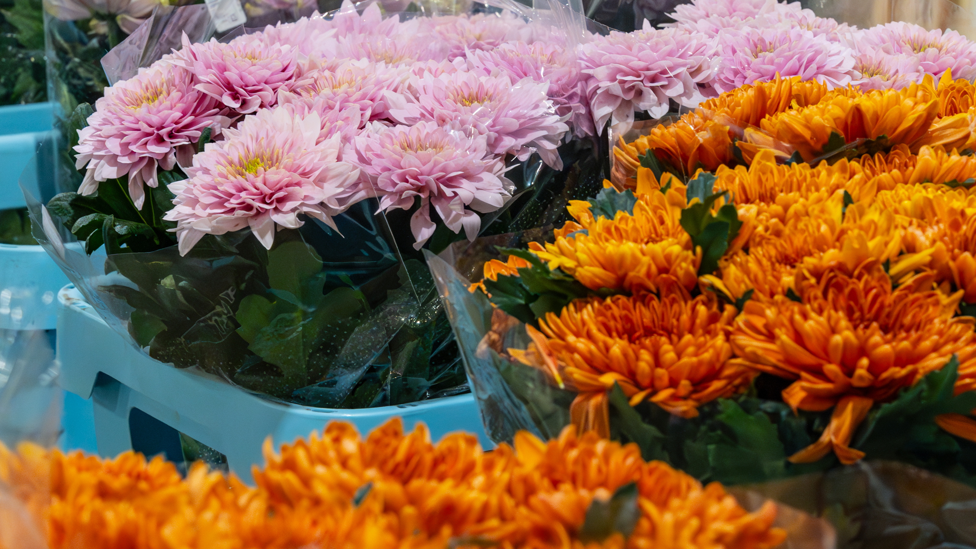 Kleurrijke boeketten chrysanten op markt, met stadsgebouw op de achtergrond.