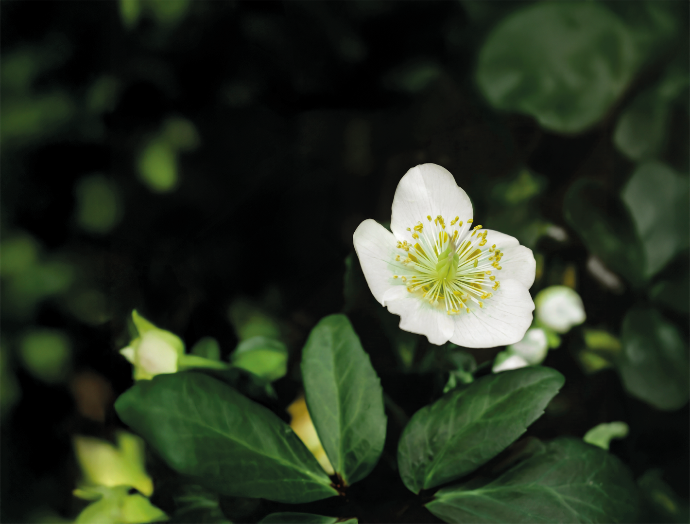 Witte bloem met gele kern tussen donkergroene bladeren, close-up foto