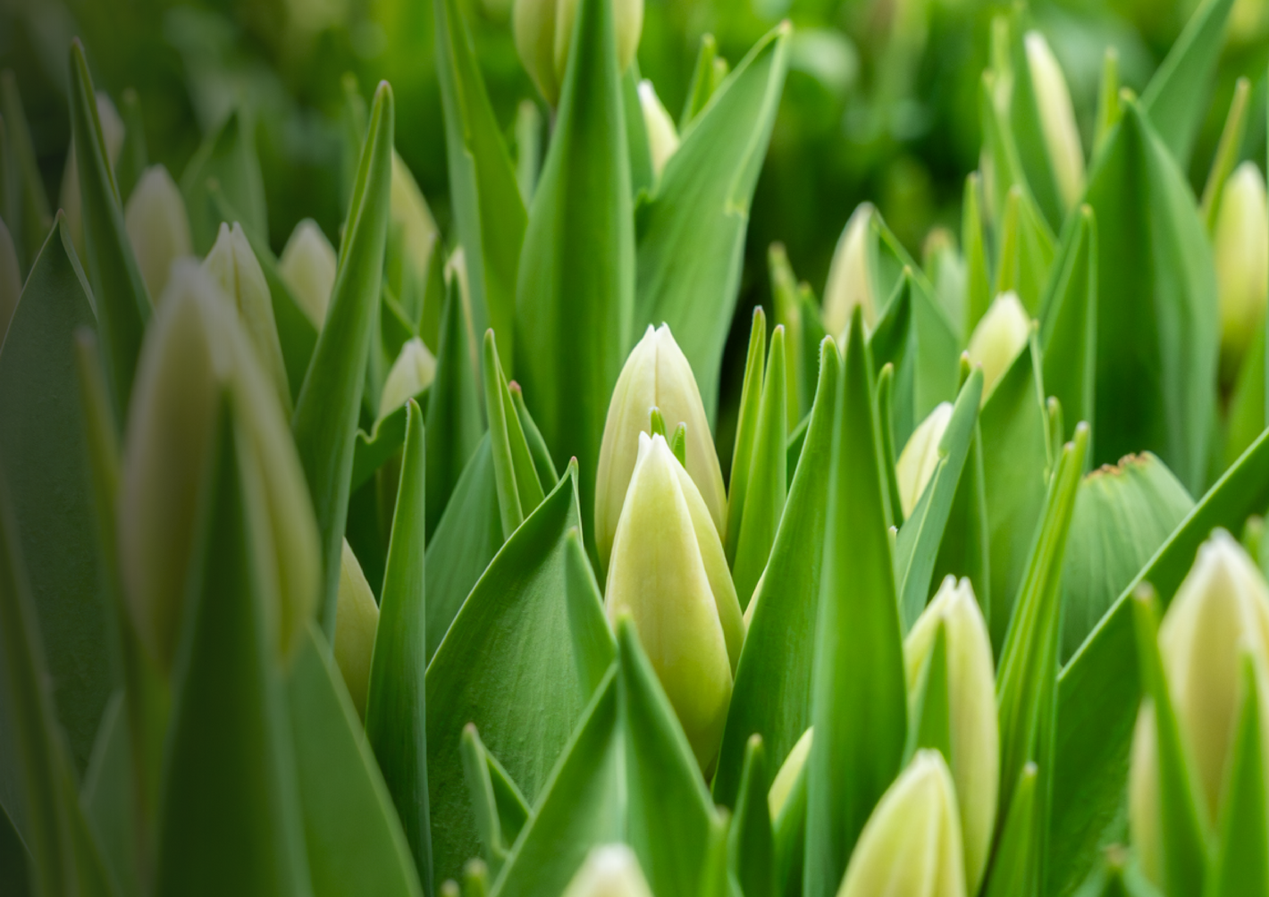 Close-up van groene tulpenknoppen in een veld, zacht zonlicht
