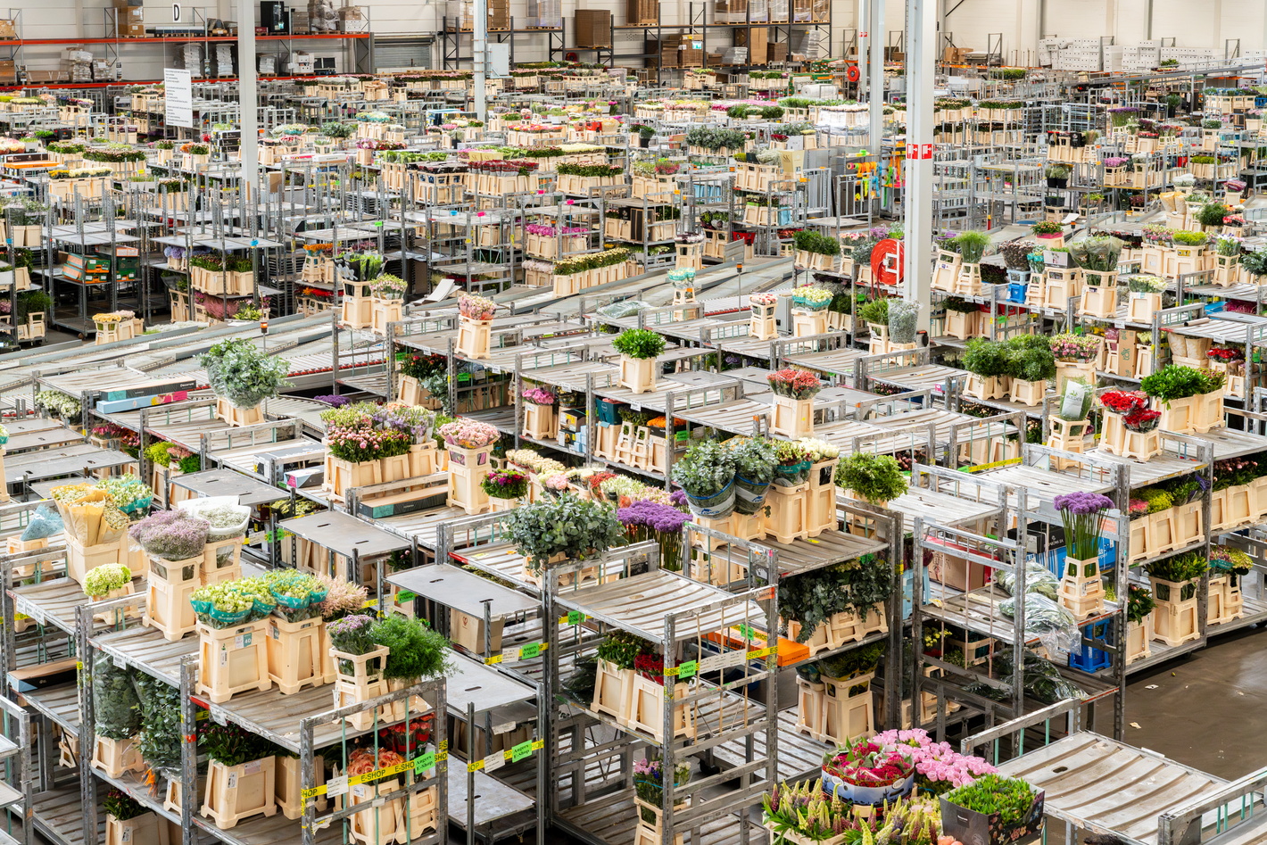 Drukke bloemenmarkt met rijen kraampjes vol kleurrijke bloemen en planten