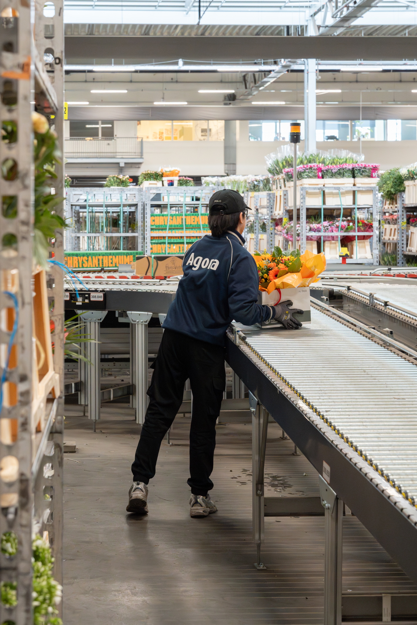 Warehouse worker at a conveyor belt with trays of plants under greenhouse lighting
