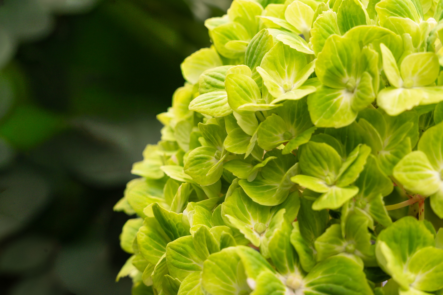 Close-up van lichtgroene hortensia in bloei tegen donkere achtergrond