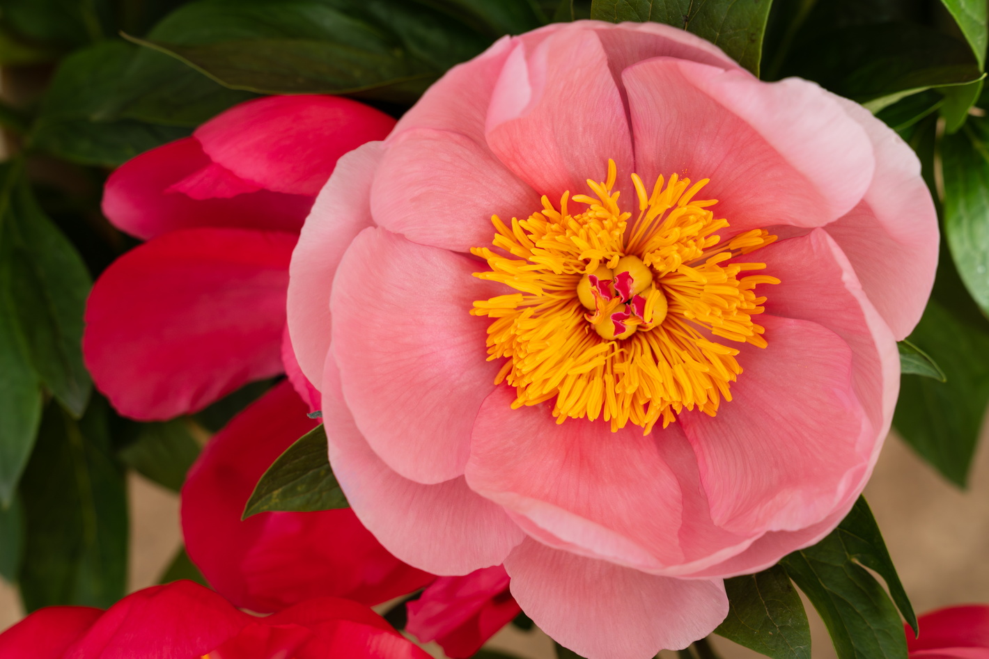 Roze pioenroos met geel hart, omringd door donkere groene bladeren