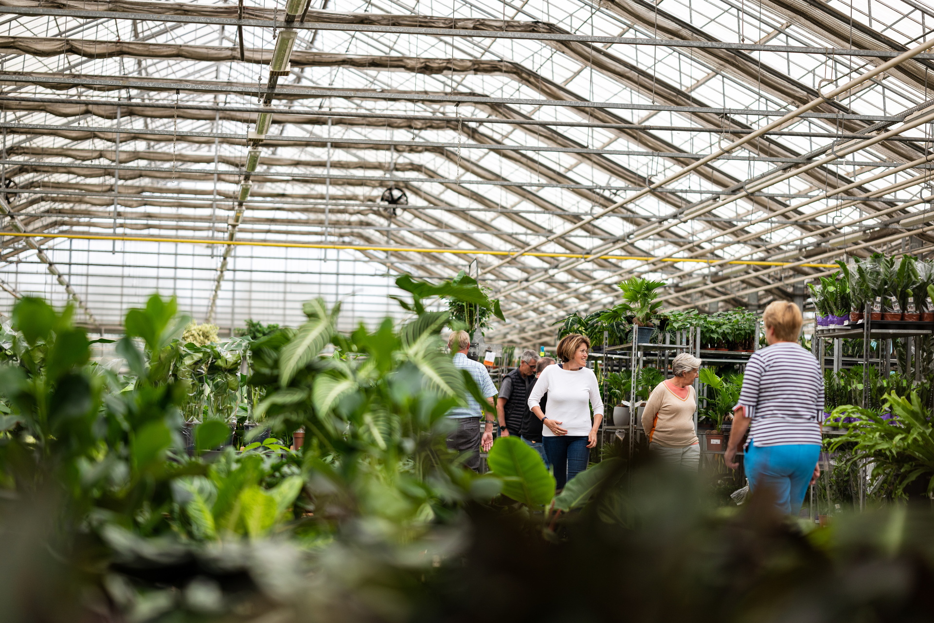 Mensen lopen tussen groene planten in een kas.