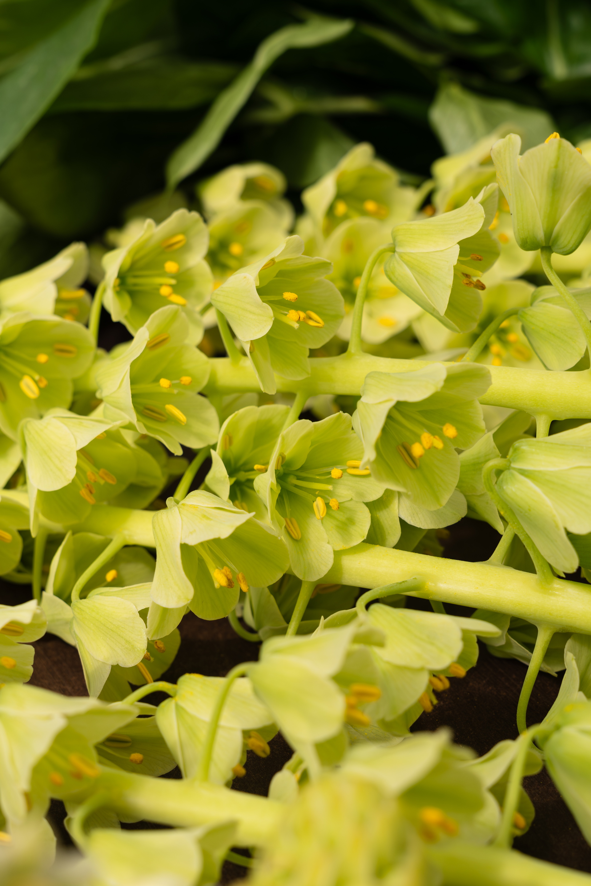 Close-up van lichtgroene bloemen tegen een donkere achtergrond