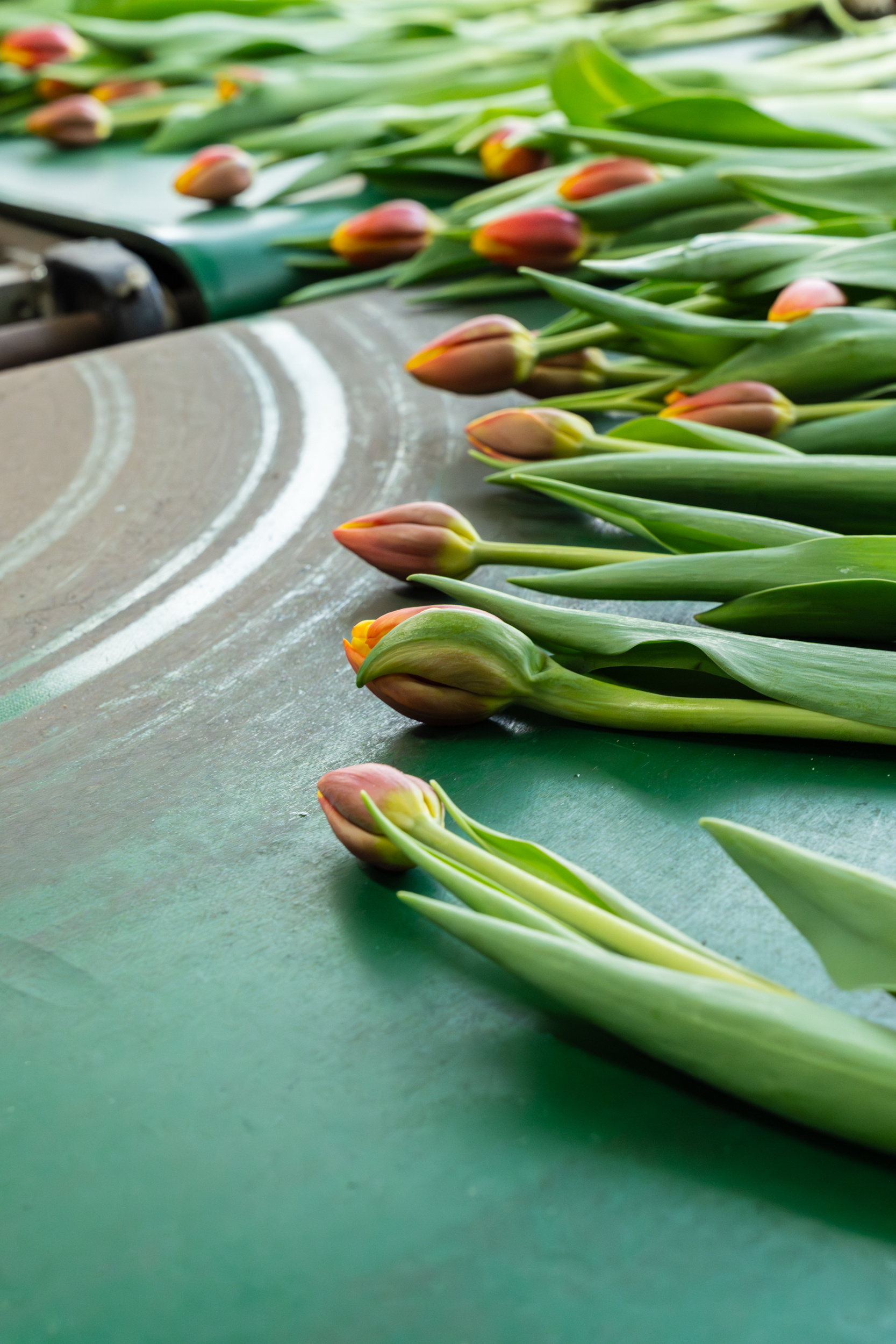 Rij rode tulpen op lopende band in kas, klaar voor verpakking