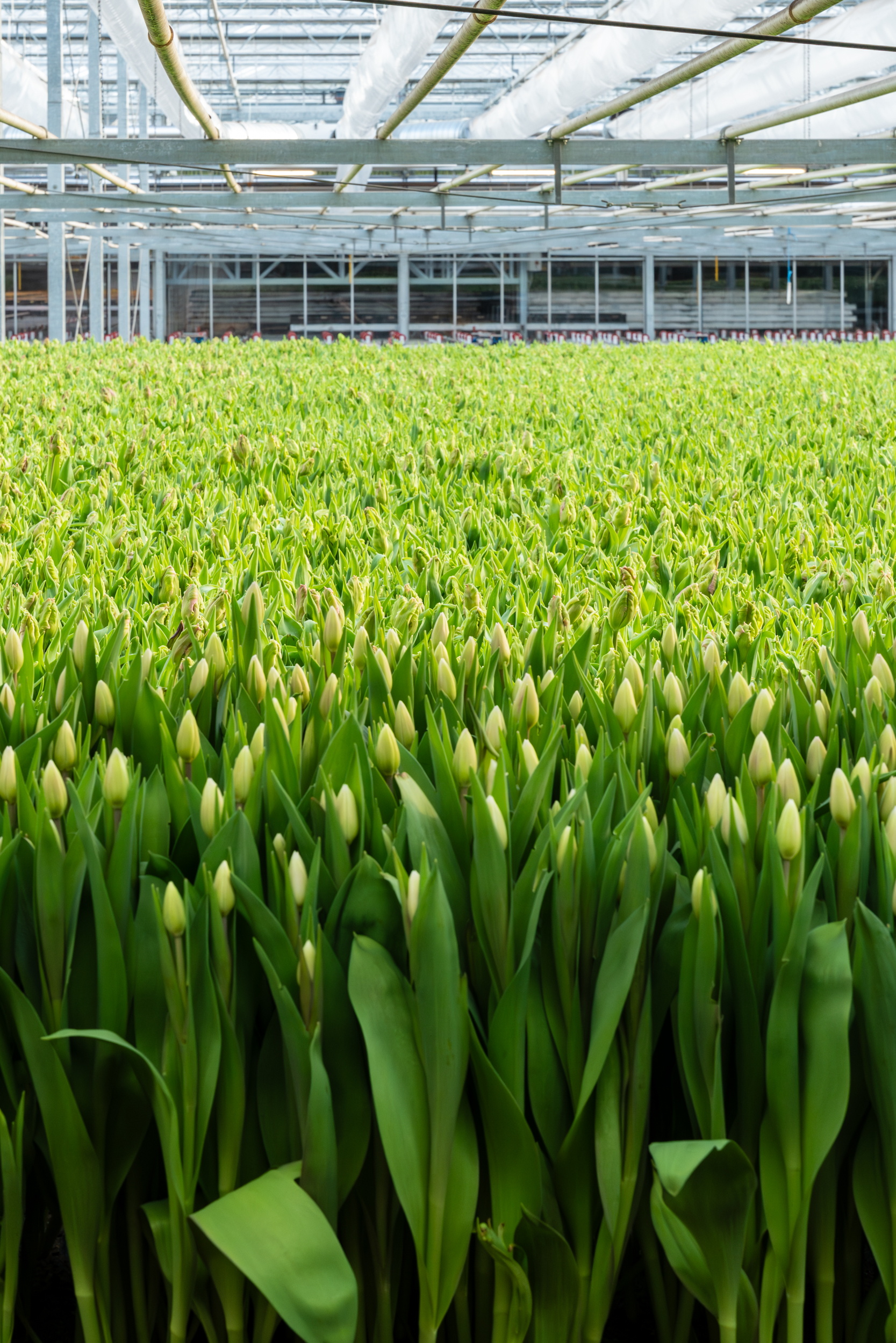 Groen veld met tulpenknoppen in een kas met glazen dak
