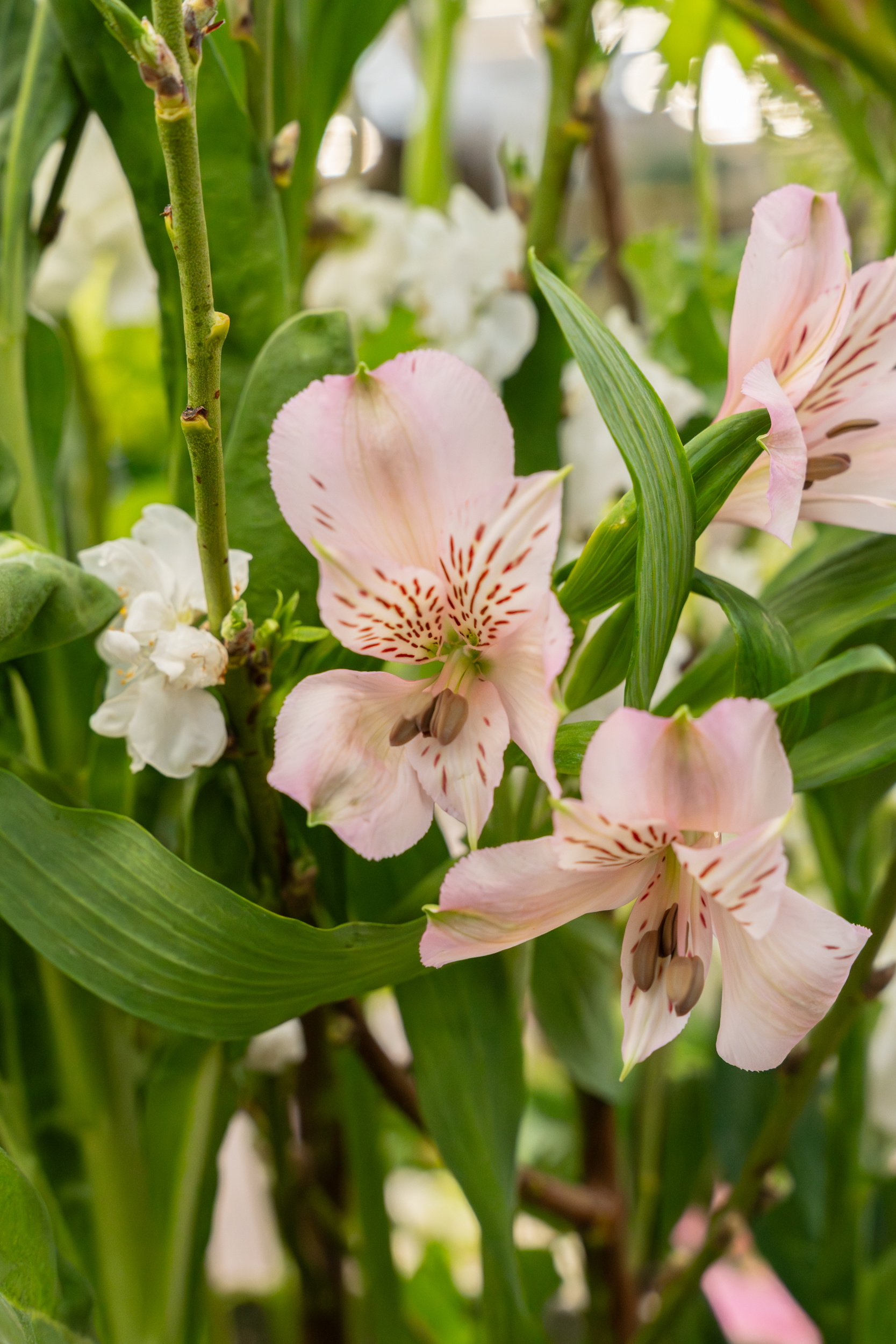 Roze en witte bloemen tussen groene bladeren, close-up foto