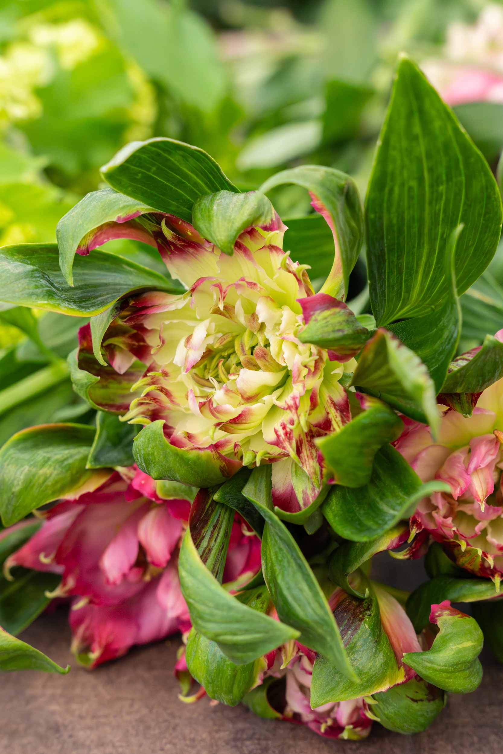 Alstroemeris roze bloem met groene bladeren op een tafel