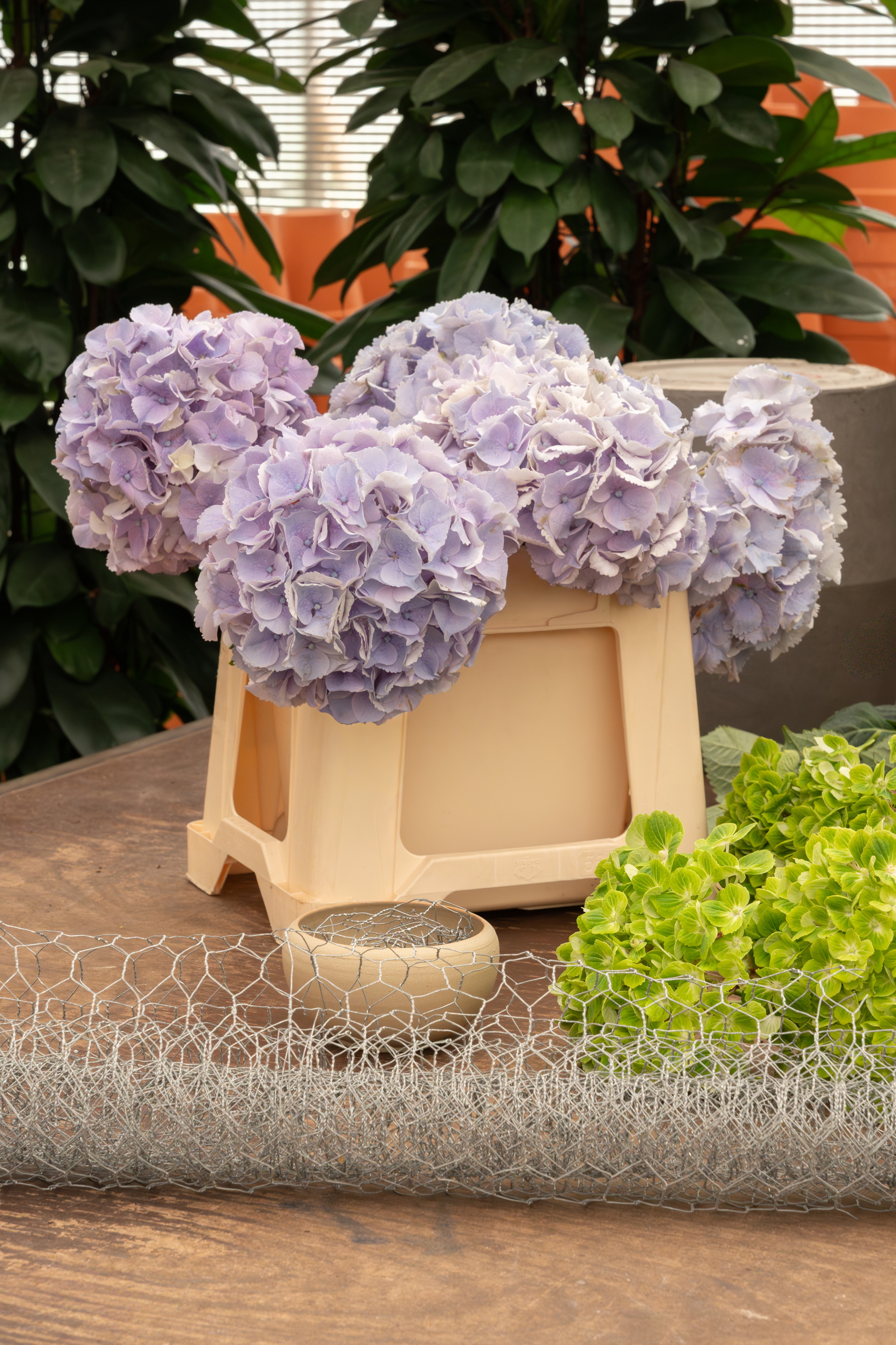 Paarse hortensia’s in pot op een krukje, met groen blad ernaast