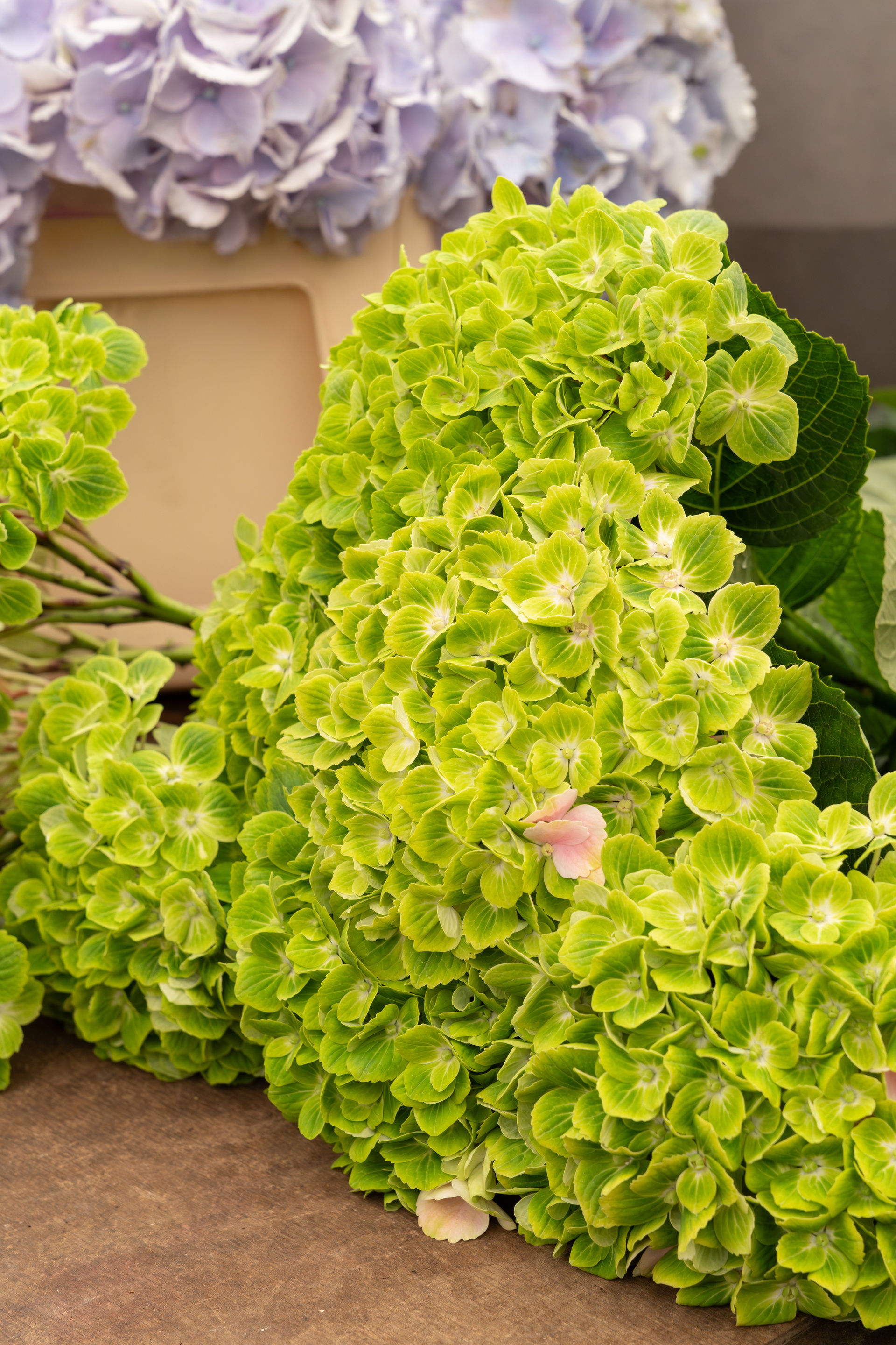 Close-up van felgroene hortensia’s op een houten tafel.