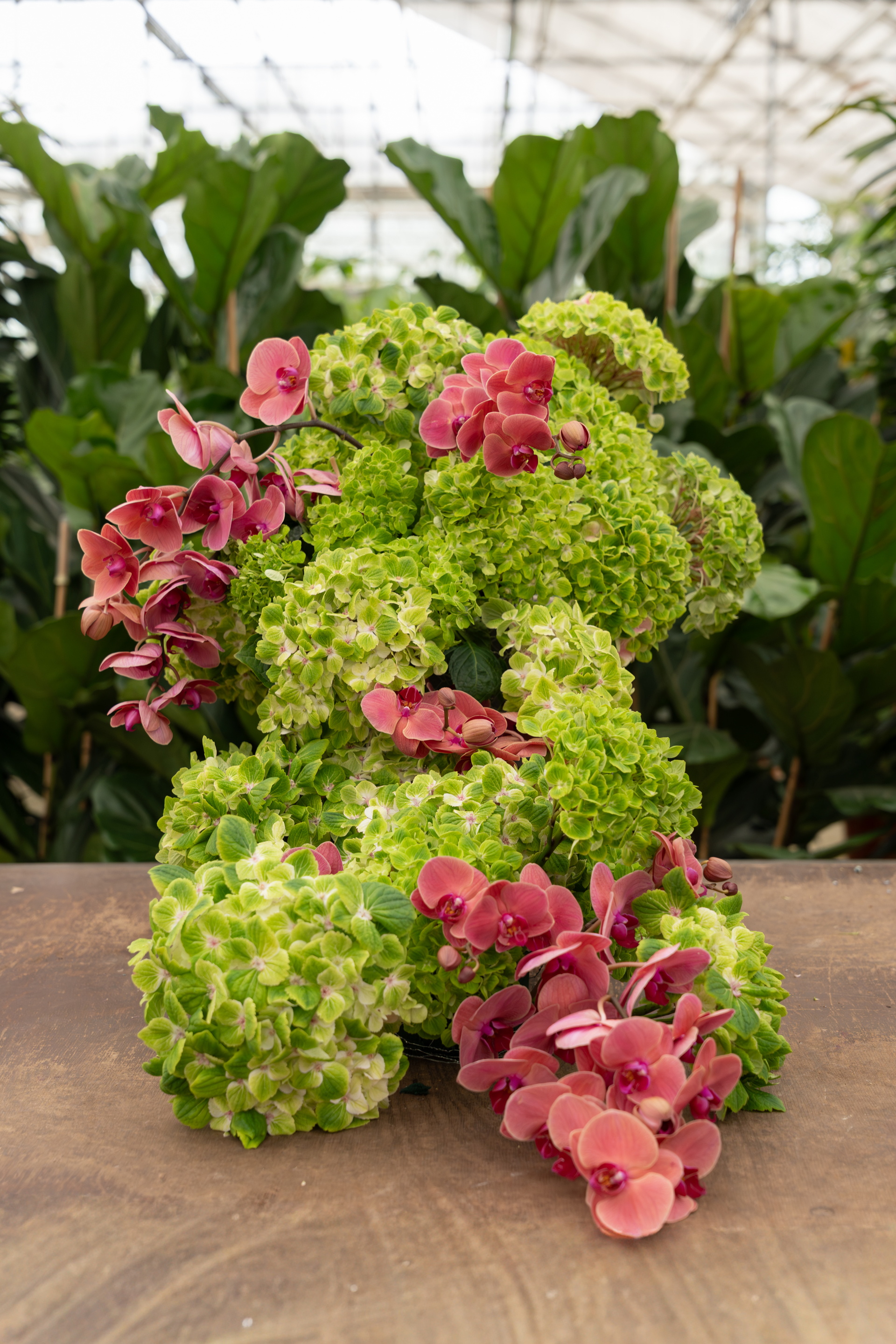Groene en roze hortensiacreatie op houten tafel in kas