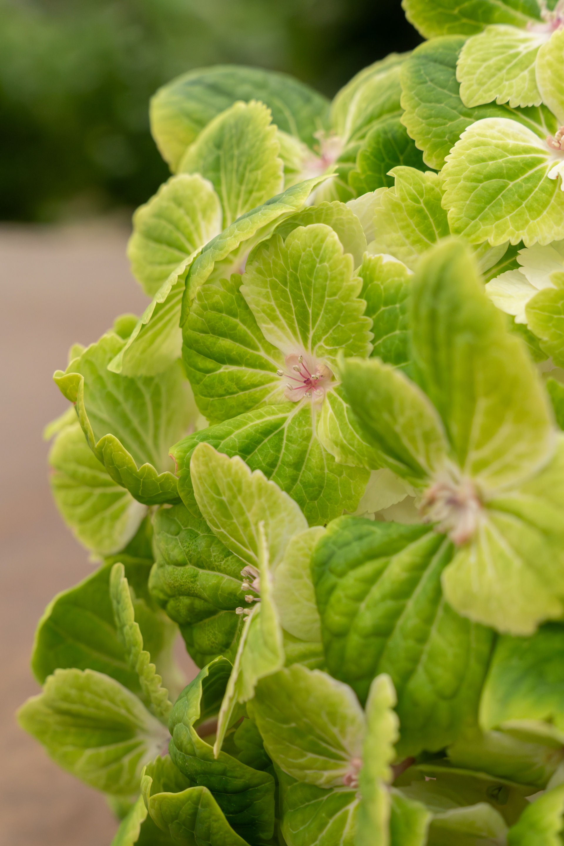 Close-up van groene hortensia met zachte haartjes in zonlicht
