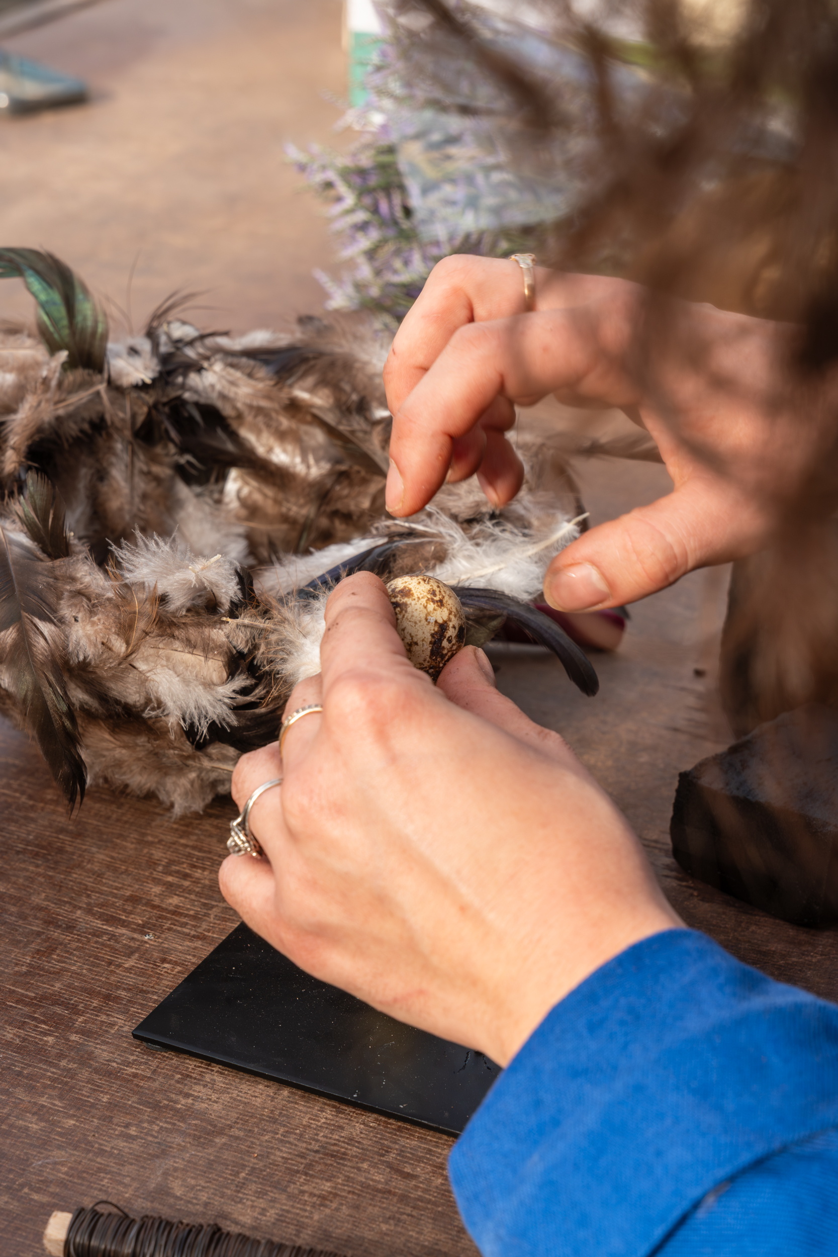 Handen verzorgen een gewonde vogel op een tafel, close-up.