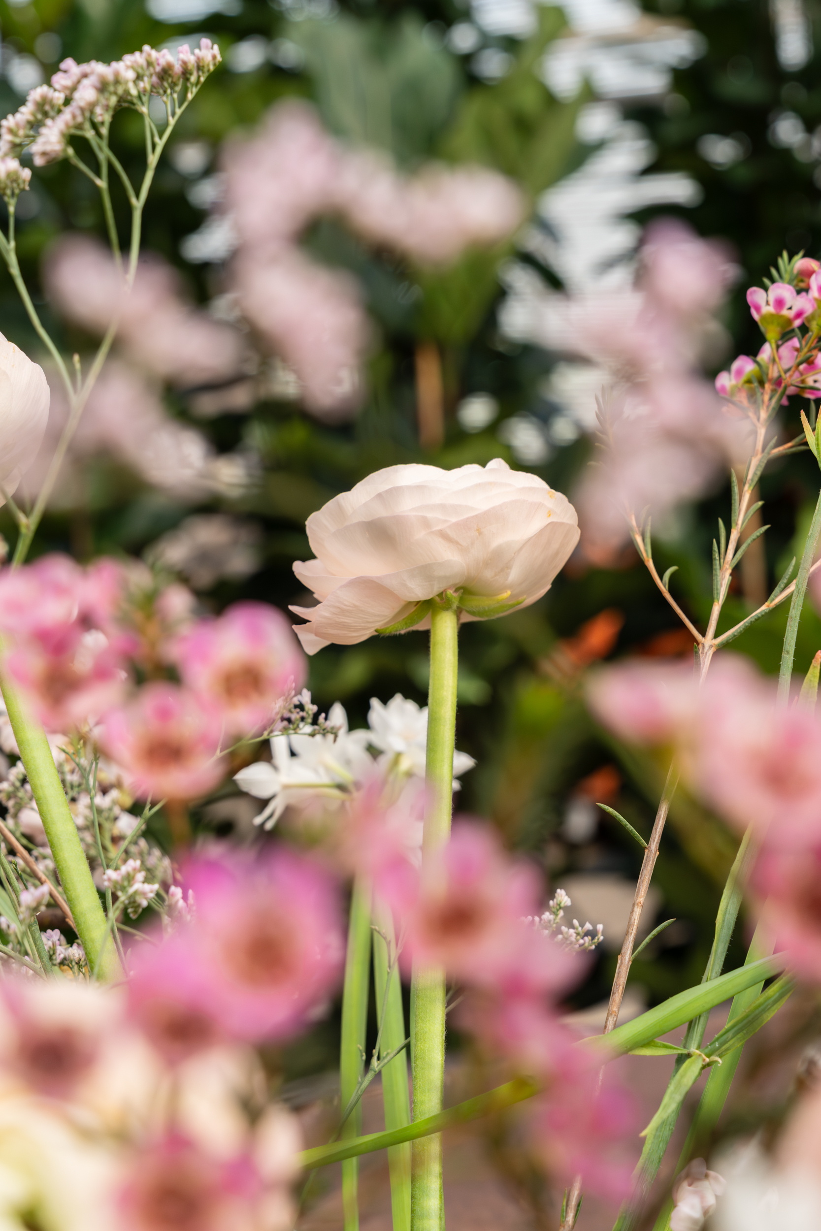 Witte bloem tussen roze veldbloemen, zachte onscherpe achtergrond.