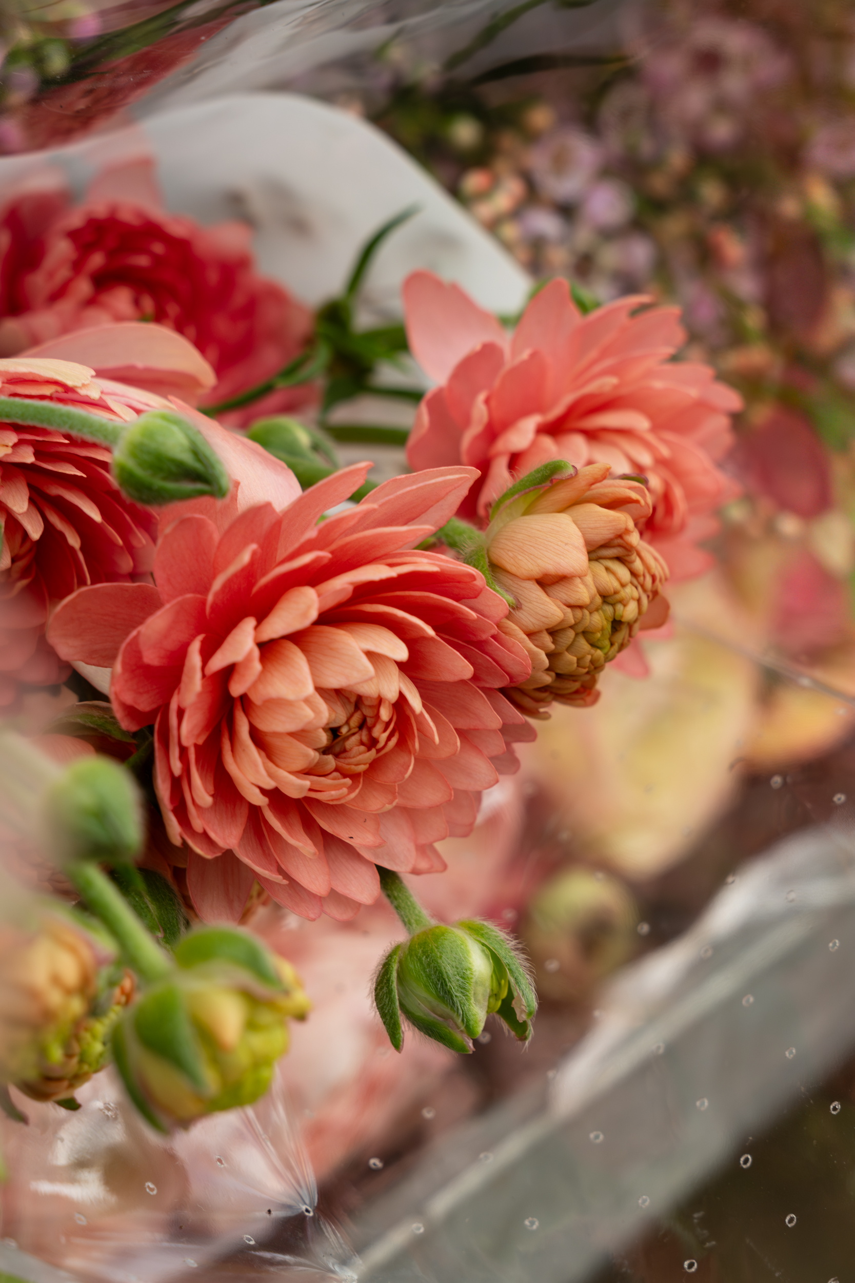 Roze ranonkels butterfly bloemen, close-up met zachte, onscherpe achtergrond.