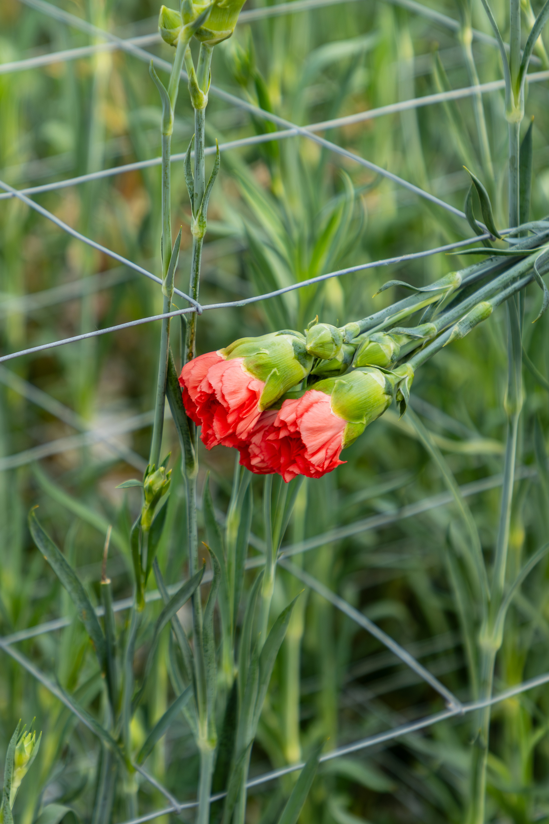 Rode anjer tussen groene grassprieten, close-up in de natuur