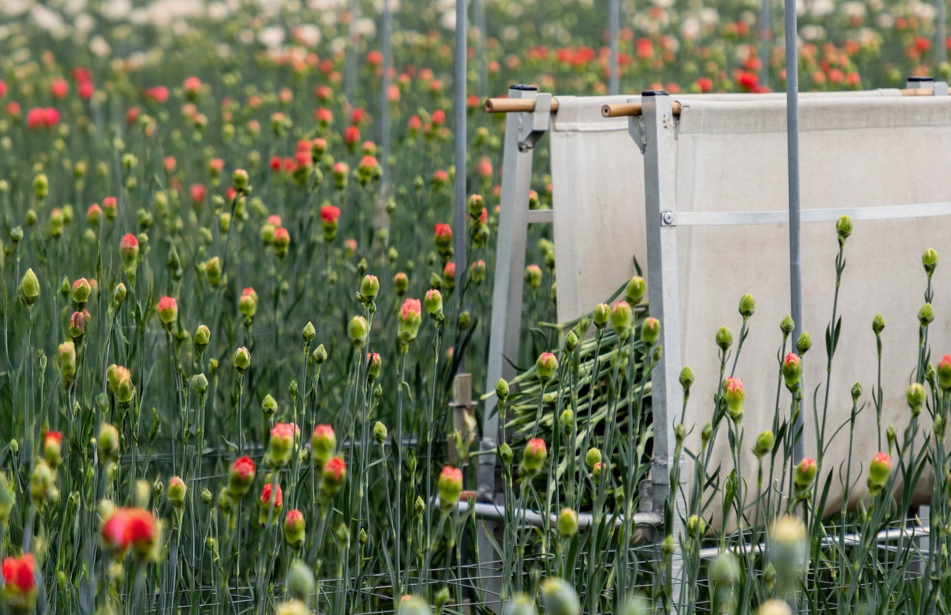 Wit hek met klimmende planten in veld met kleurrijke bloemen