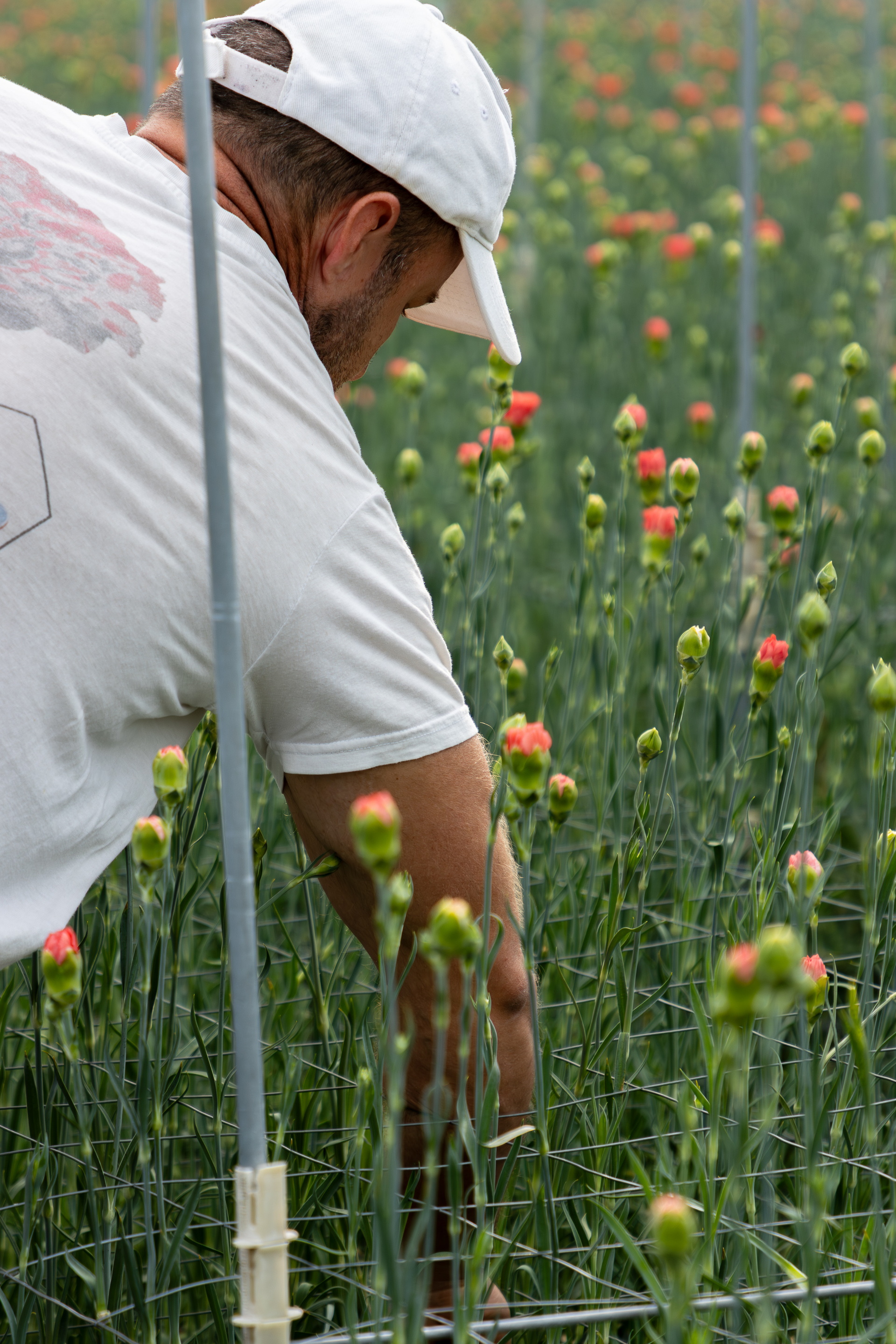 Man in wit shirt en pet werkt tussen kleurrijke bloemen in een veld