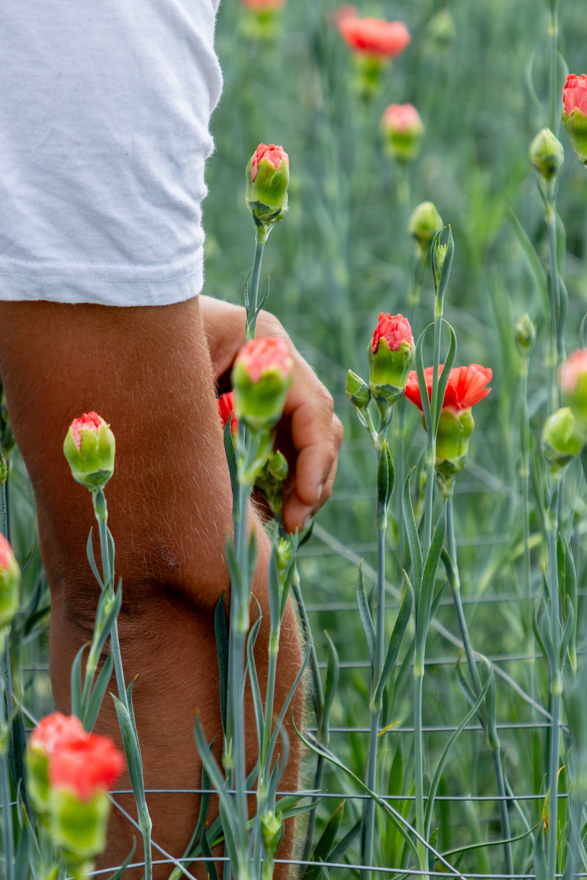 Arm met grijzende mouw tussen rode bloemknoppen in een veld