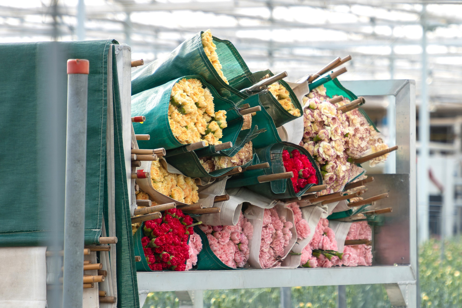 Transportband met stapels kassenvol anjer bloemen in een kas, kleurrijk en dicht op elkaar