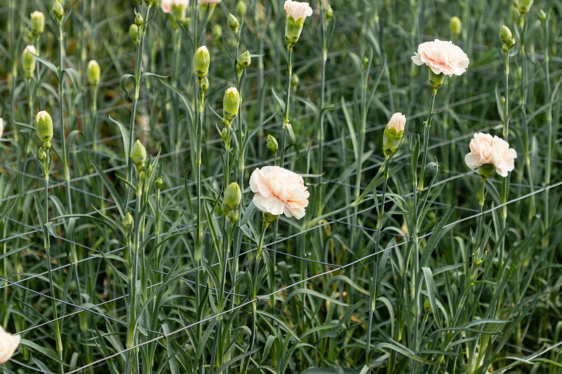 Roze bloemen tussen hoog groen gras in een veld, zachte achtergrond.
