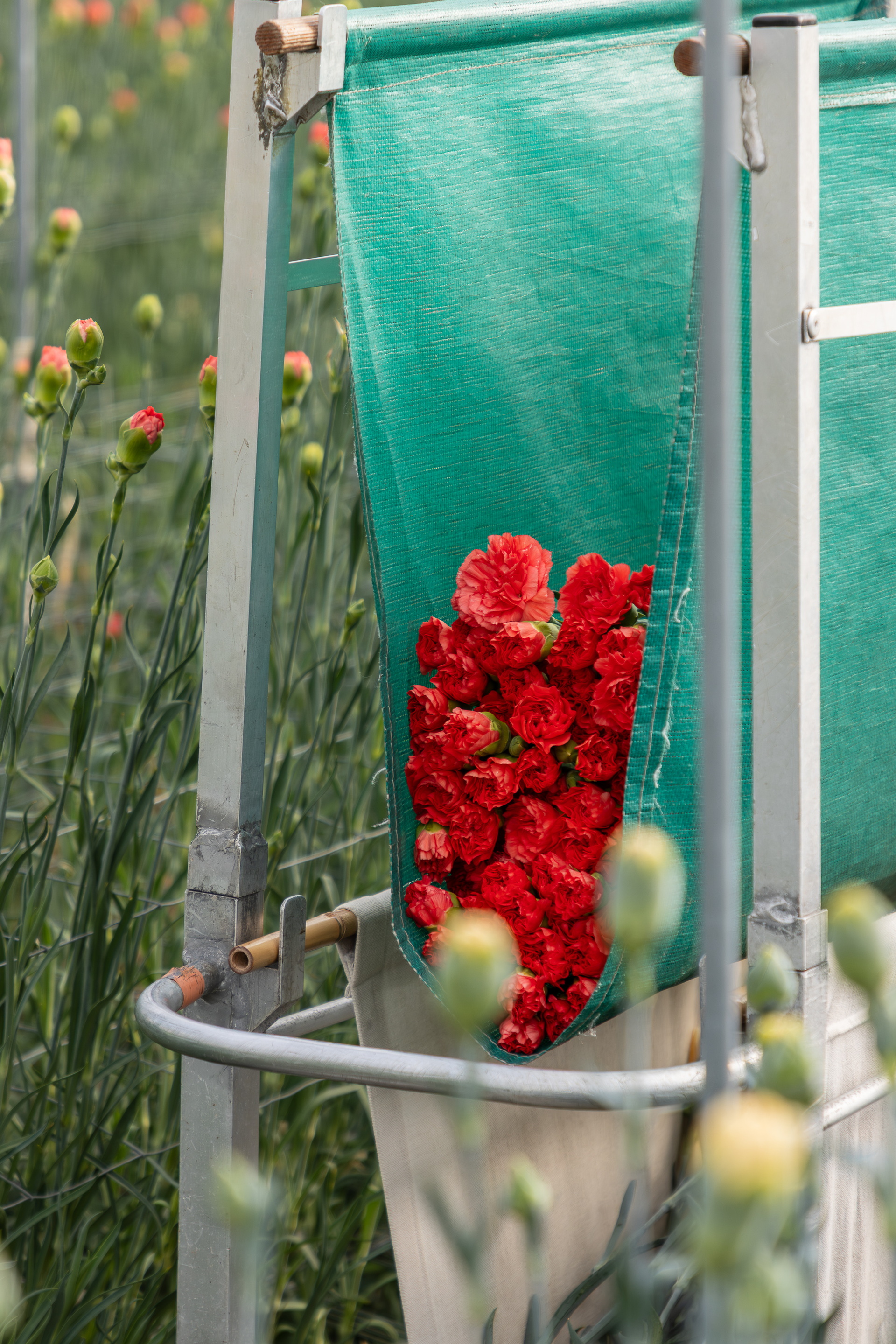 Groene tuinstoel met rode bloemen in een veld met wilde bloemen
