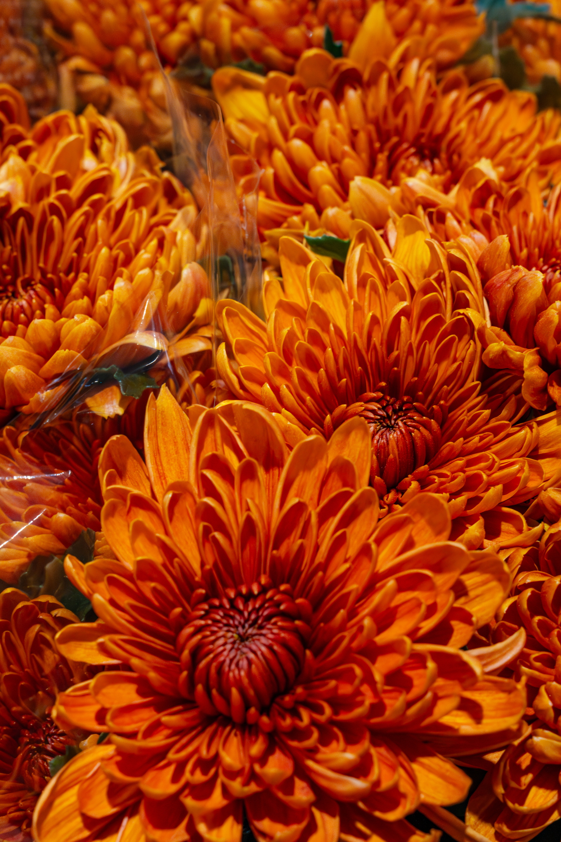 Close-up foto van feloranje chrysanten met volle bloemblaadjes