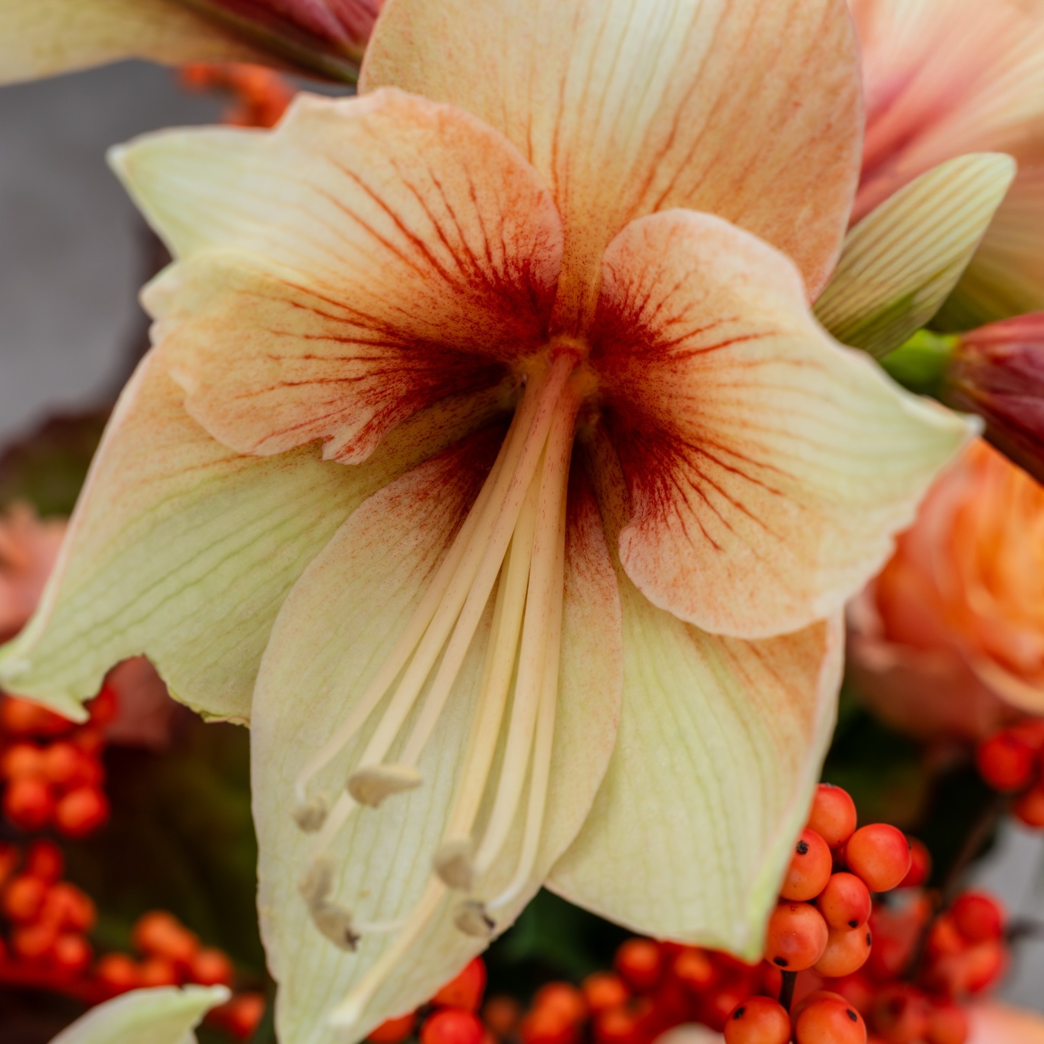 Close-up van lichtoranje amaryllis met gele meeldraden en rode besjes op de achtergrond.