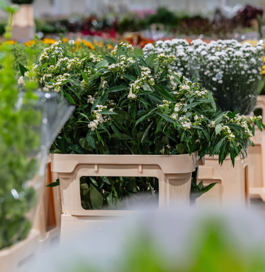 Kratten met groene planten en witte bloemen in een winkel, onscherpe voorgrond.
