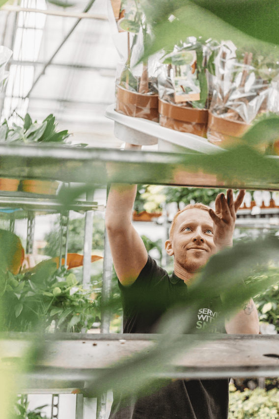 Man in kas reikt omhoog naar hangende glazen potten met planten.
