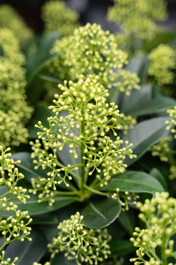 Groene plant met kleine geelgroene bloemknoppen in close-up, zachte achtergrond.