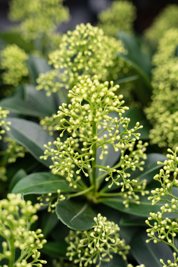 Groene knopachtige bloemschermen met kleine witte bloemetjes op glanzende bladeren.