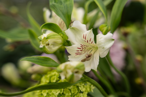 Close-up van witte lelie met roze strepen tussen groene bladeren