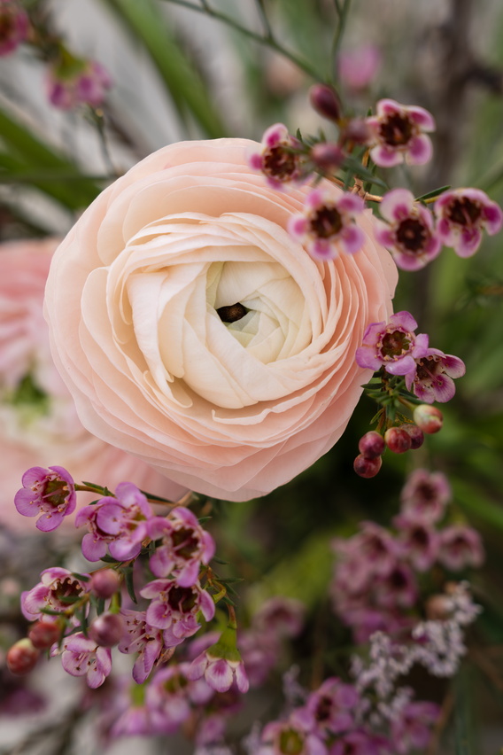 Close-up foto van een crèmekleurige ranonkel met paarse bloemetjes eromheen