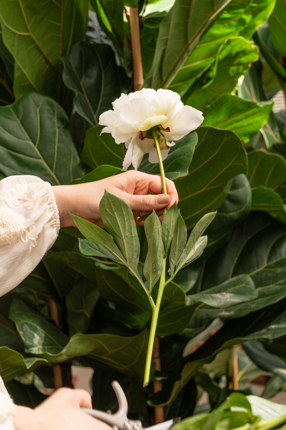 Hand houdt witte bloemstengel vast tussen grote groene bladeren