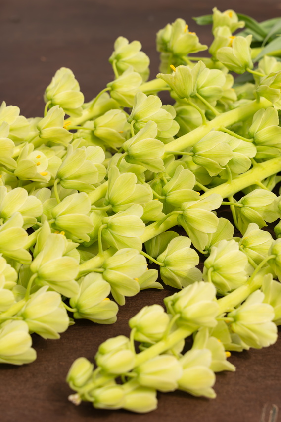 Gele bloemen op een donkere houten ondergrond