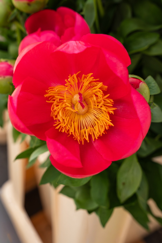 Close-up van roze bloem met gele meeldraden in tuinpot.