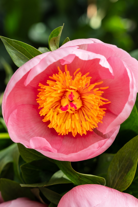 Roze pioenroos met geel-oranje hart in groen blad