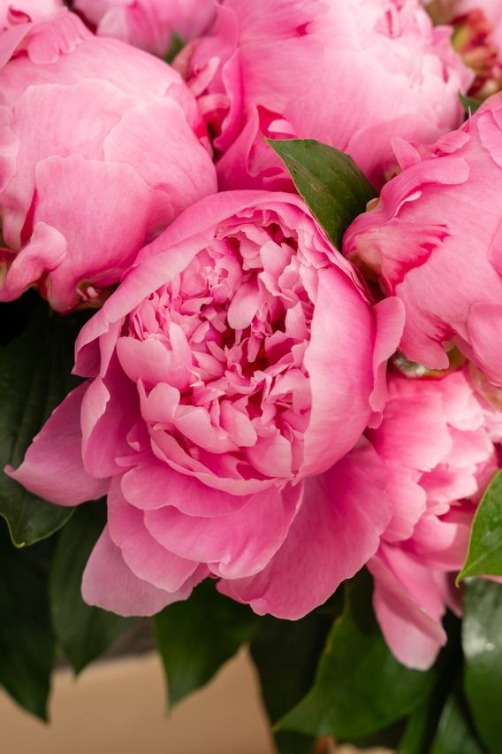 Close-up foto van roze pioenrozen met groene bladeren