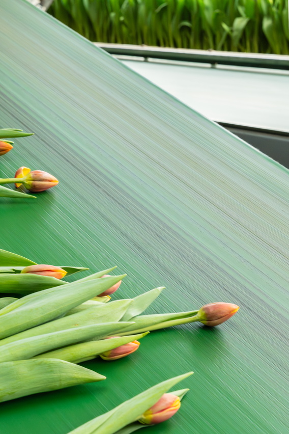 Groene bananenbladeren met verse gele tulpen op een tafel
