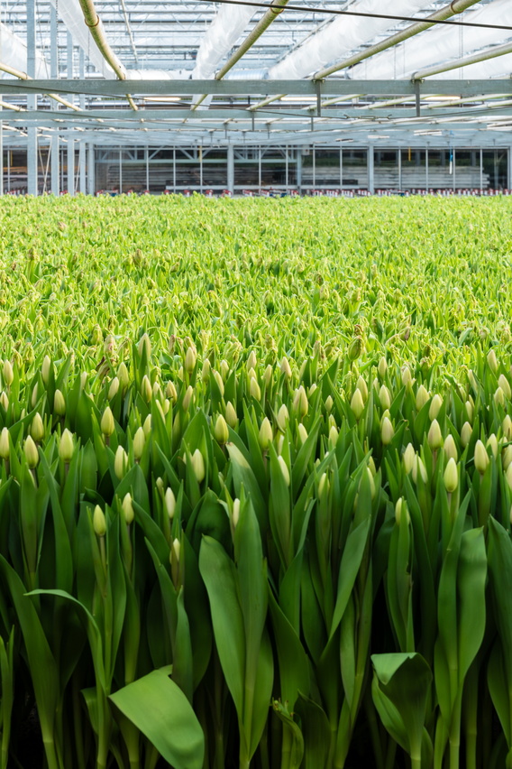 Groen veld met tulpenknoppen in een kas met glazen dak