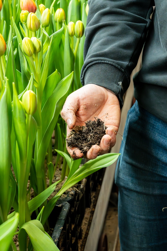 Hand met aarde tussen groene tulpen in een kas.