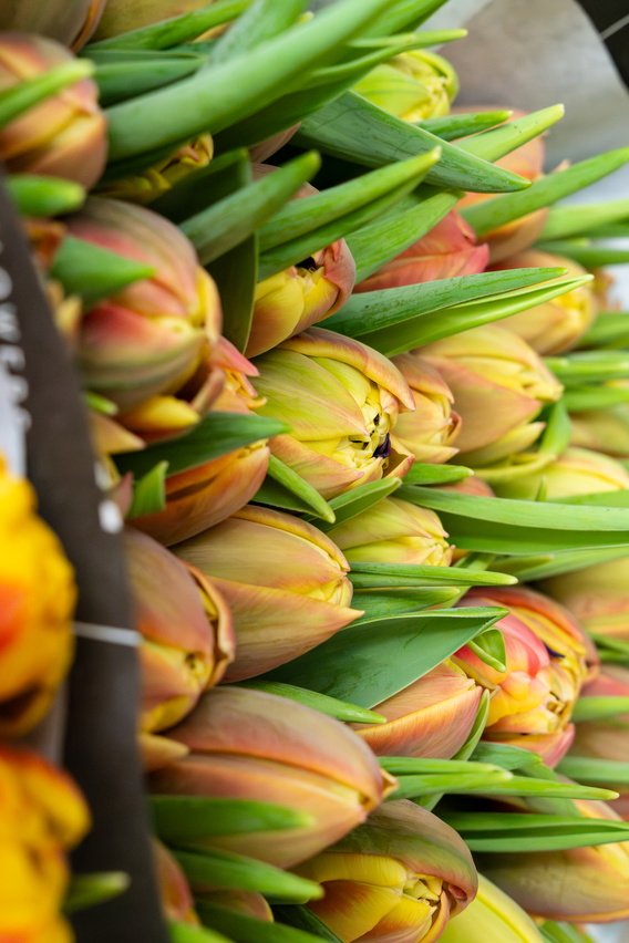 Bos verse tulpen met groen blad, dicht op elkaar in een krat.