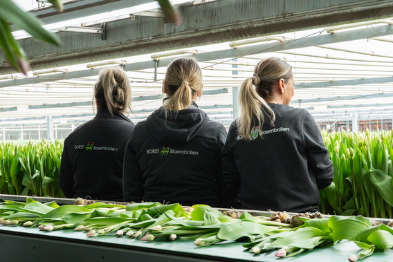 Drie medewerkers in kas bij lopende band met groene planten en bladeren